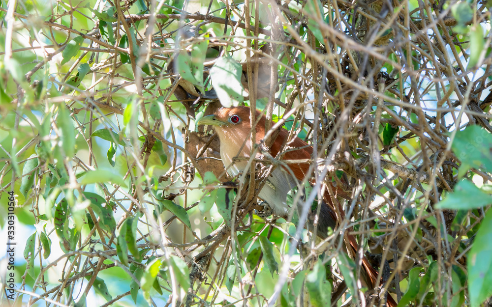 Obraz premium A Beautiful Exotic Squirrel Cuckoo (Piaya cayana) Perched High in a Tree in Jalisco, Mexico
