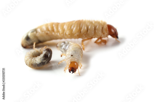 Chafer larva isolated on white photo