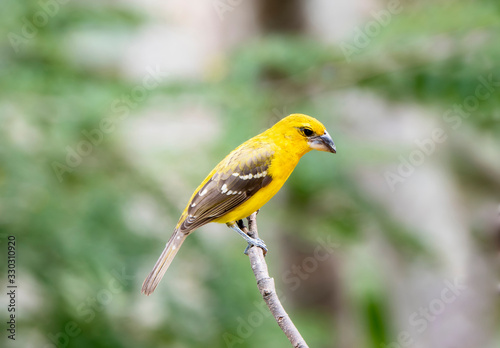 Yellow Grosbeak (Pheucticus chrysopeplus) Perched on a Branch in Jalisco, Mexico
