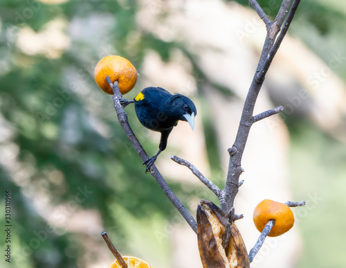 Exotic Looking Yellow-winged Cacique (Cassiculus melanicterus) Perched on a Branch at a Feeding Station in Jalisco, Mexico photo