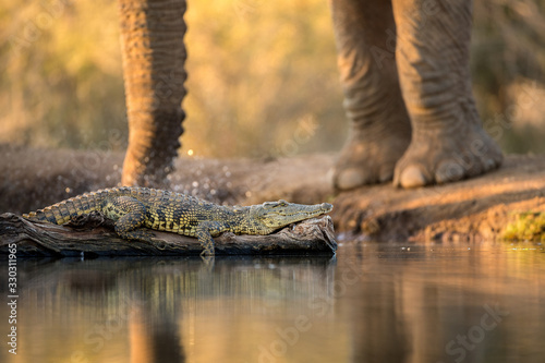 close up photograph at sunset of a crocodile lying on a dead branch in a waterhole, with an elephant drinking in the background, taken in the Madikwe Game Reserve, South Africa. photo