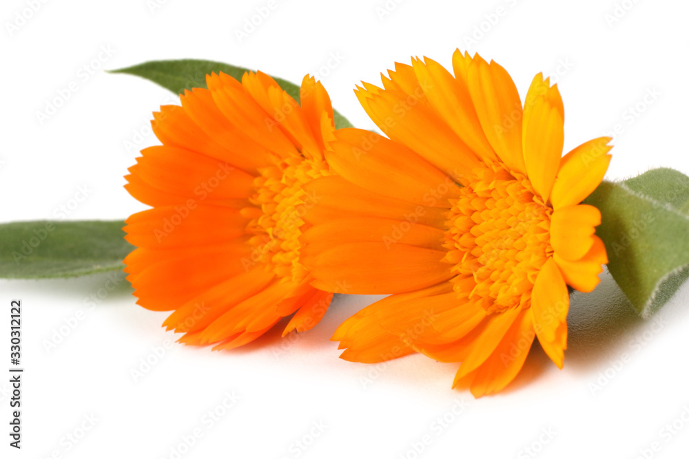 Calendula isolated on white