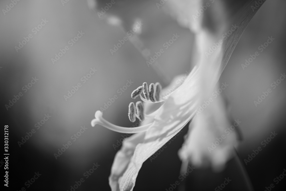 Obraz premium leaf of a lily in Marcro photography with a blurred background ib black and white 