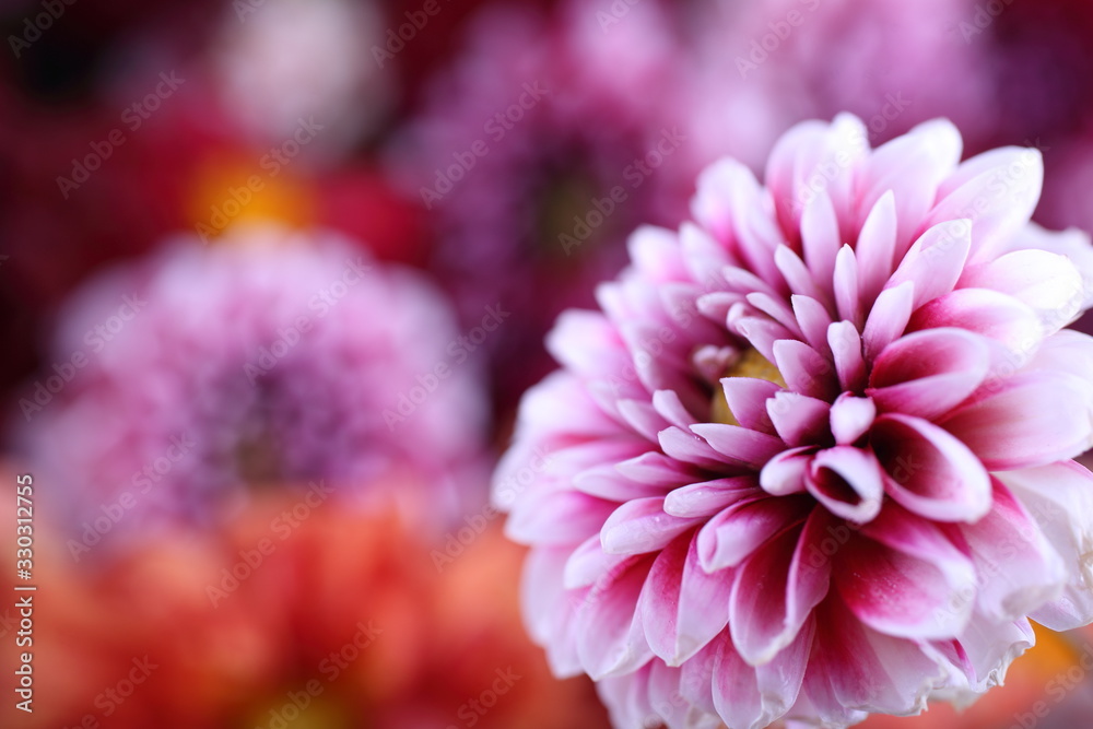 Dahlia flower and bokeh flowers background Dahlia flower and bokeh flowers background
