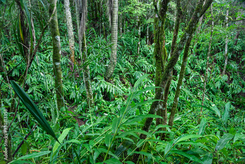 Inland view of dense tropical forest with tree trunks and foliage in southern Brazil