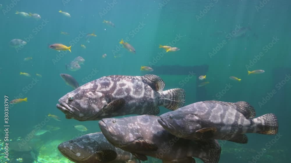 Group of Giant grouper fishes slow swimming in the shallow coast bay with outdoor lighting in video 4K