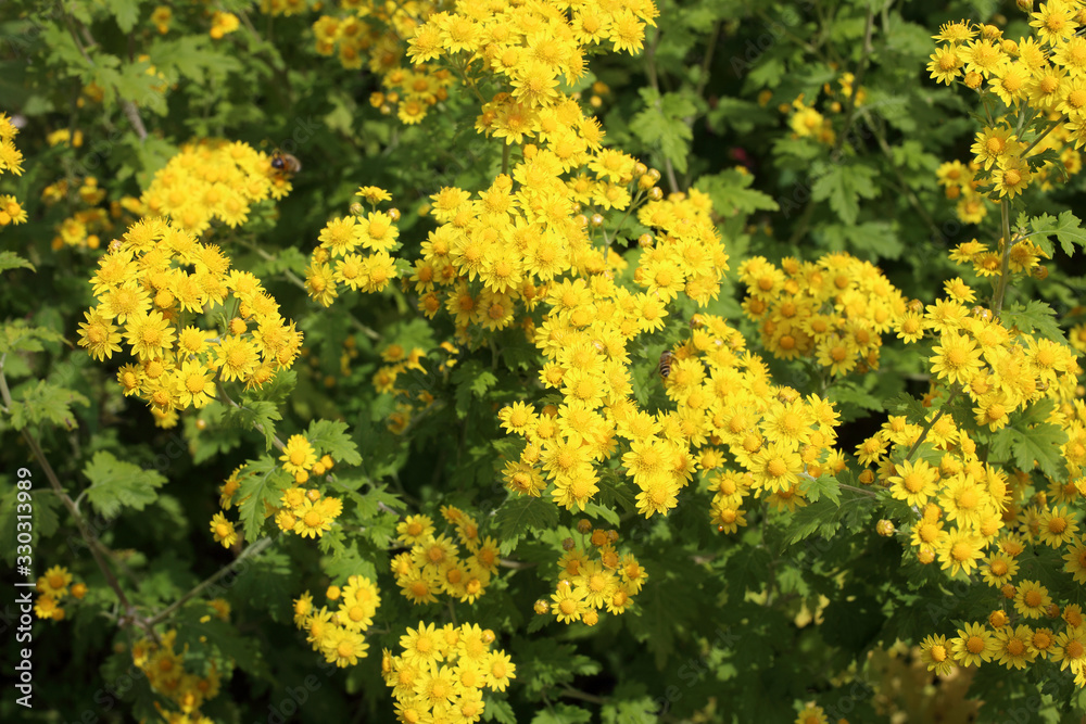Yellow chrysanthemums background Yellow chrysanthemums background