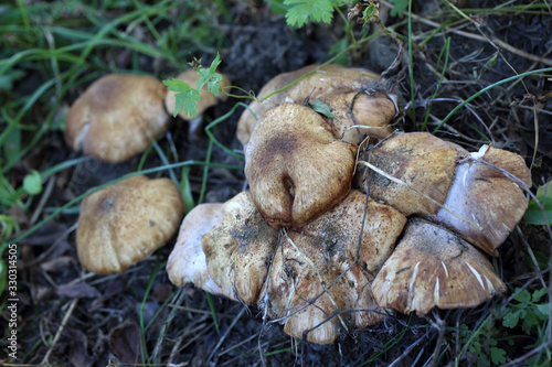 Growing honey fungus