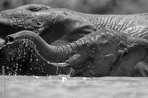 A close up black and white action portrait of a swimming elephant, splashing, playing and drinking in a waterhole at the Madikwe Game Reserve, South Africa.