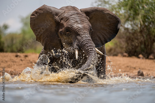 A close up action portrait of a swimming elephant, splashing, playing and drinking in a waterhole at the Madikwe Game Reserve, South Africa.