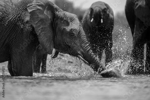 A close up black and white action portrait of a swimming elephant, splashing, playing and drinking in a waterhole at the Madikwe Game Reserve, South Africa.