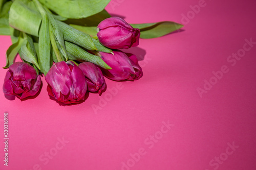 Bouquet of pink tulips on a pink paper background. Spring card mockup with place for text. Five flowers tulip close-up.  Tulip - a symbol of spring and Easter. © Real_life