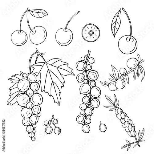 Set of hand-drawn berries illustration. Currant , cherry , sea buckthorn illustration.