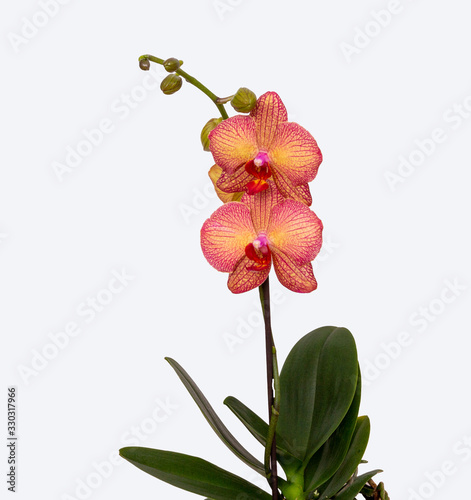 Orange Farbene Orchidee