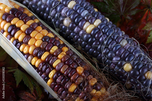 Colorful corn on autumn leaves. Harvest photo