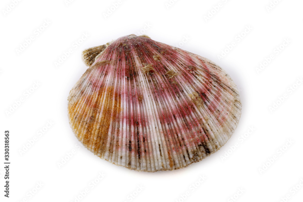 Scallop