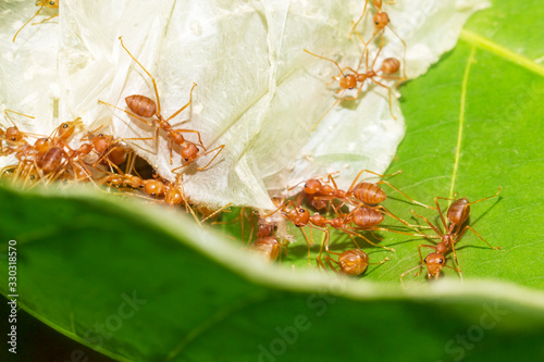 Red ants are helping to pull the leaves together to build a nest © Nattawut