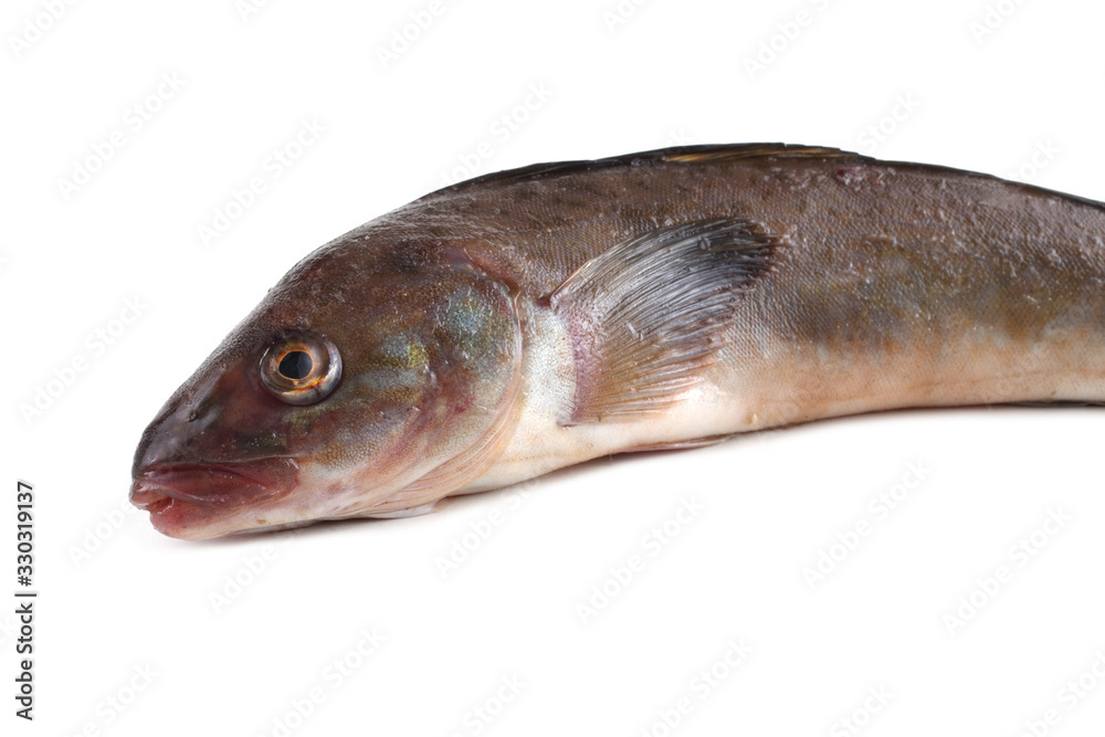 Sea bass isolated on white Sea bass isolated on white
