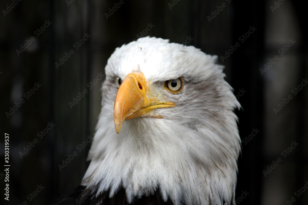 Obraz premium Eagle Eye