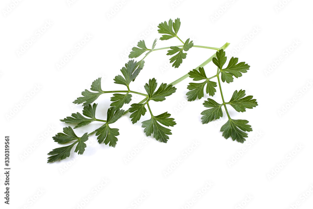 Parsley isolated on white Parsley isolated on white