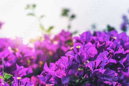 Fototapeta Naklejka Na Ścianę i Meble -  Fuchsia flowers, colorful flowers, background with soft sunlight