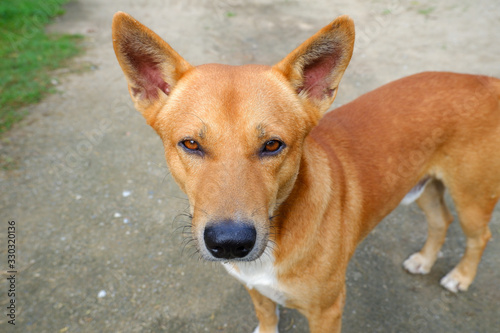 A brown dog standing and looking forward to camera.