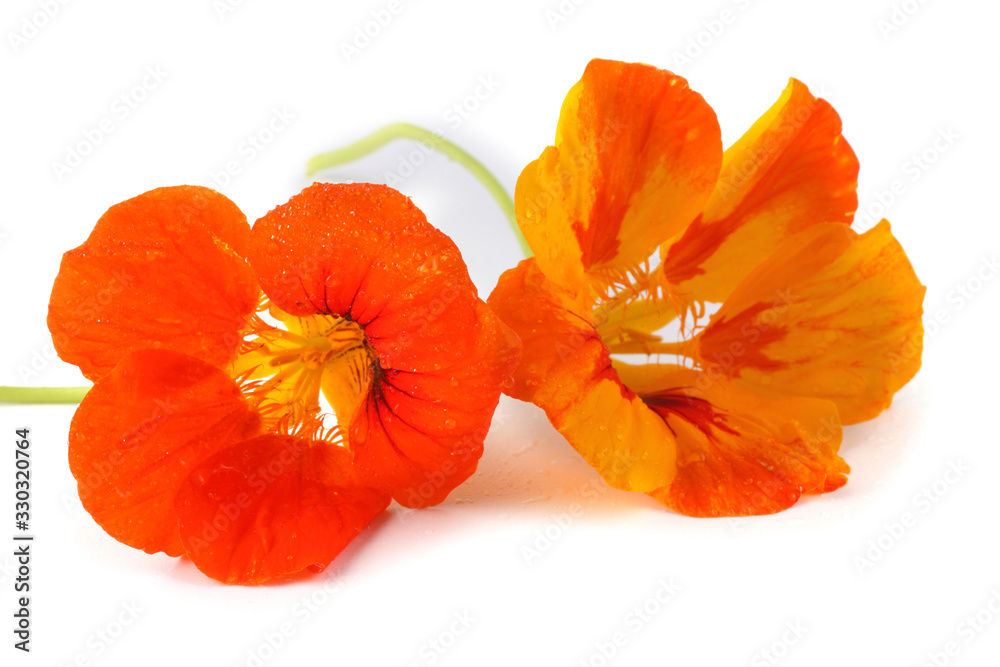 Nasturtiums isolated on white Nasturtiums isolated on white