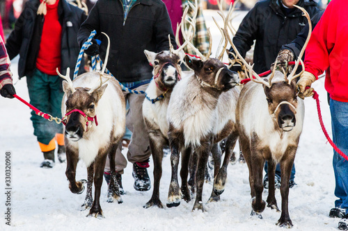 Herding Reindeer