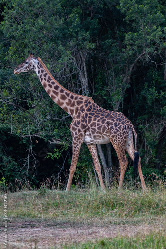 A large male giraffe grazing leaves from the tree topson the Maasai Mara National Reserve in southwestern Kenya