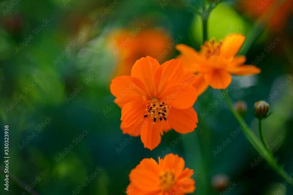 Beautiful orange flower. Summer day in the garden Beautiful orange flower. Summer day in the garden