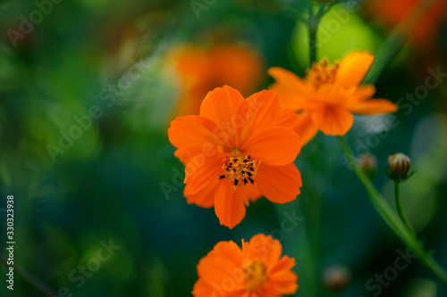 Beautiful orange flower. Summer day in the garden