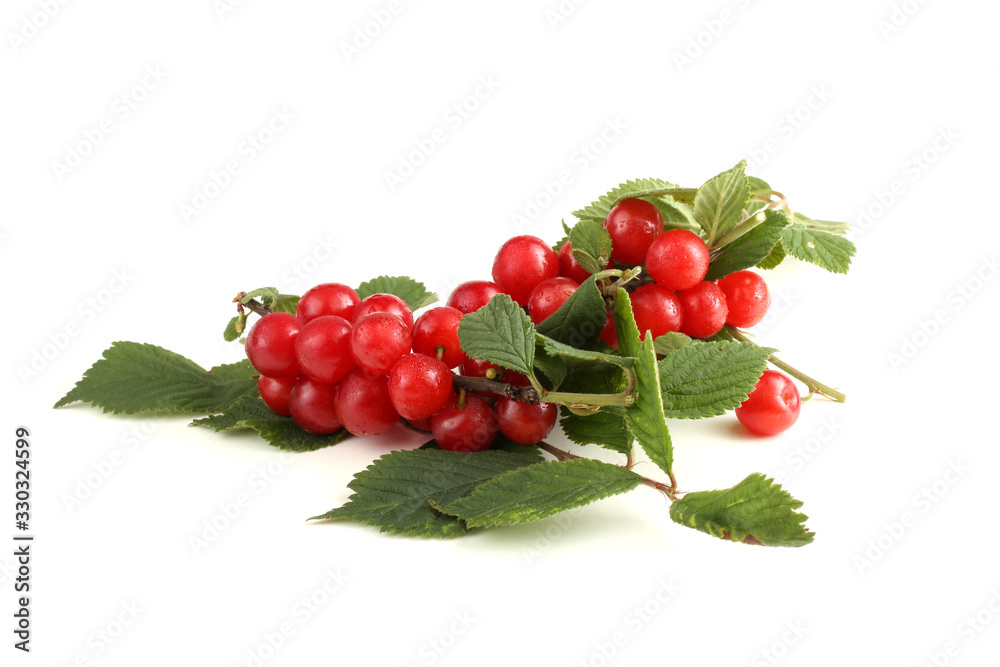 Nanking cherry on branch Nanking cherry on branch