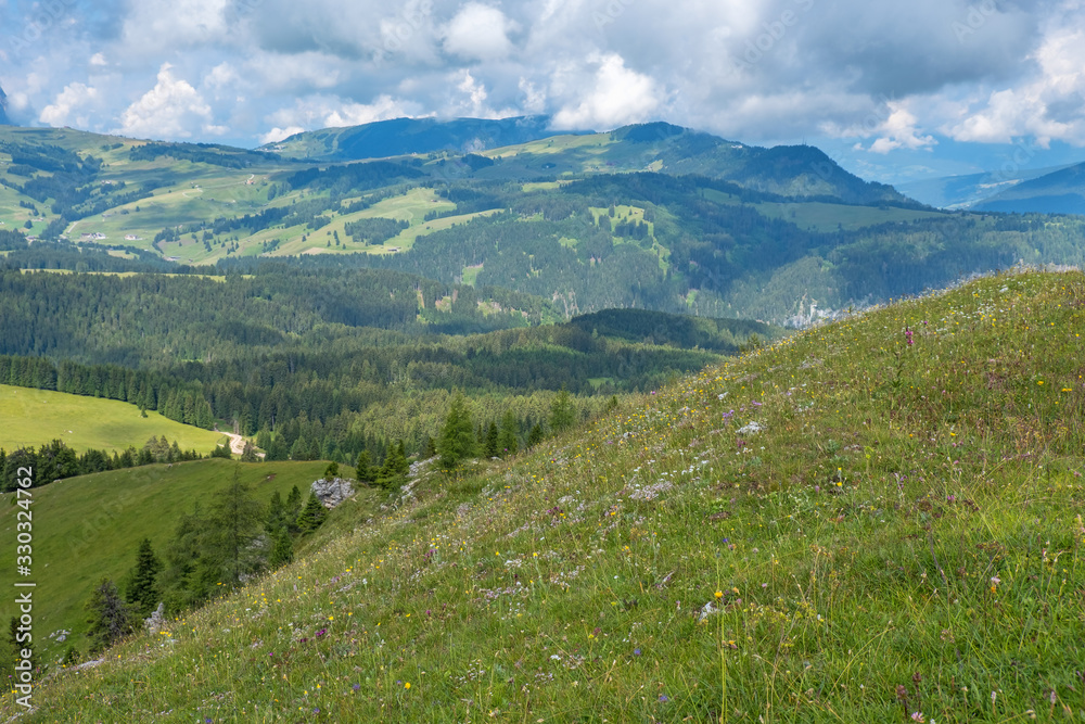 Blooming meadow on a hill in an alp landscape