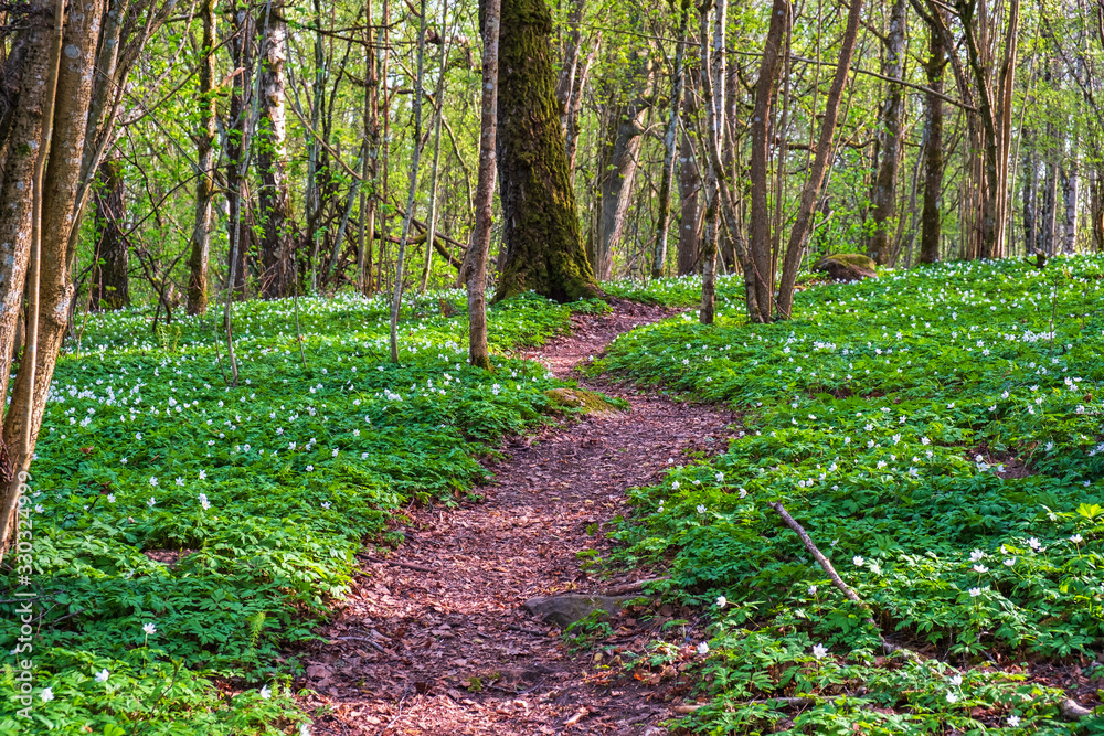 Obraz premium Nature trail in the woodlands with flowerings wood anemones