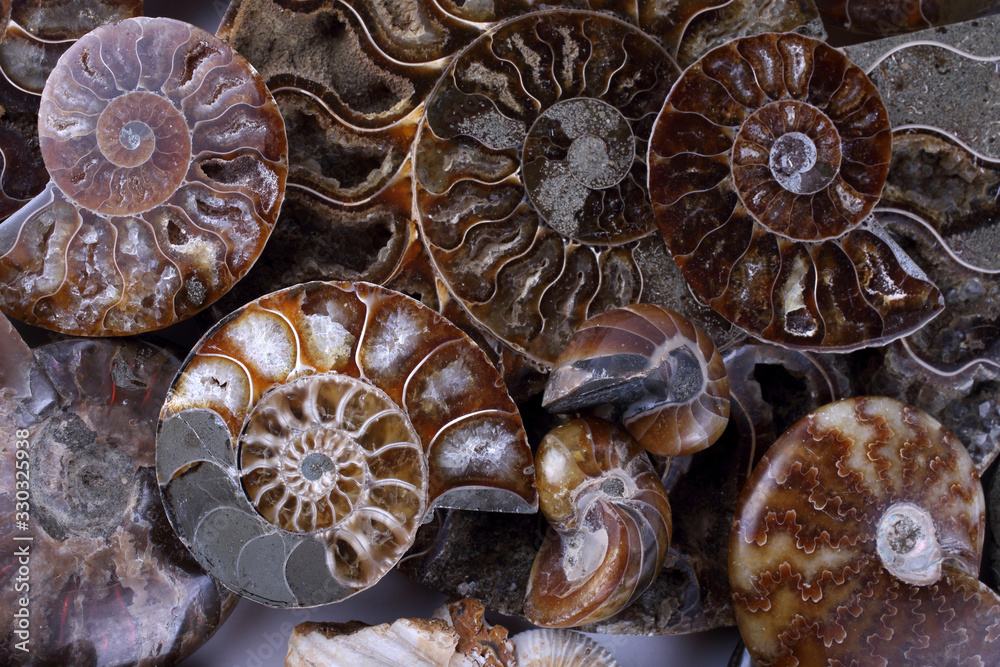 Ammonite background. Different ammonite varieties Ammonite background. Different ammonite varieties