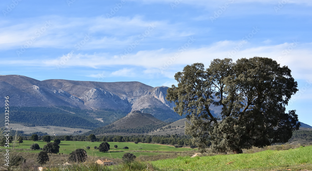 Great oak in a beautiful green and mountainous landscape of Andalusia