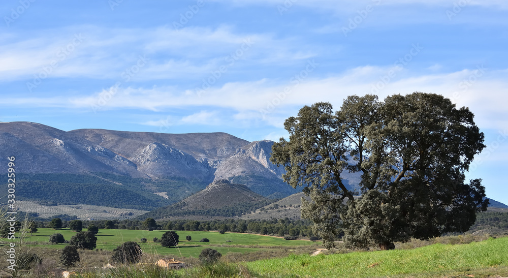 Great oak in a beautiful green and mountainous landscape of Andalusia Great oak in a beautiful green and mountainous landscape of Andalusia