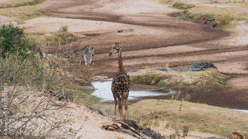 Canvas Print landscape with animals in national park south africa