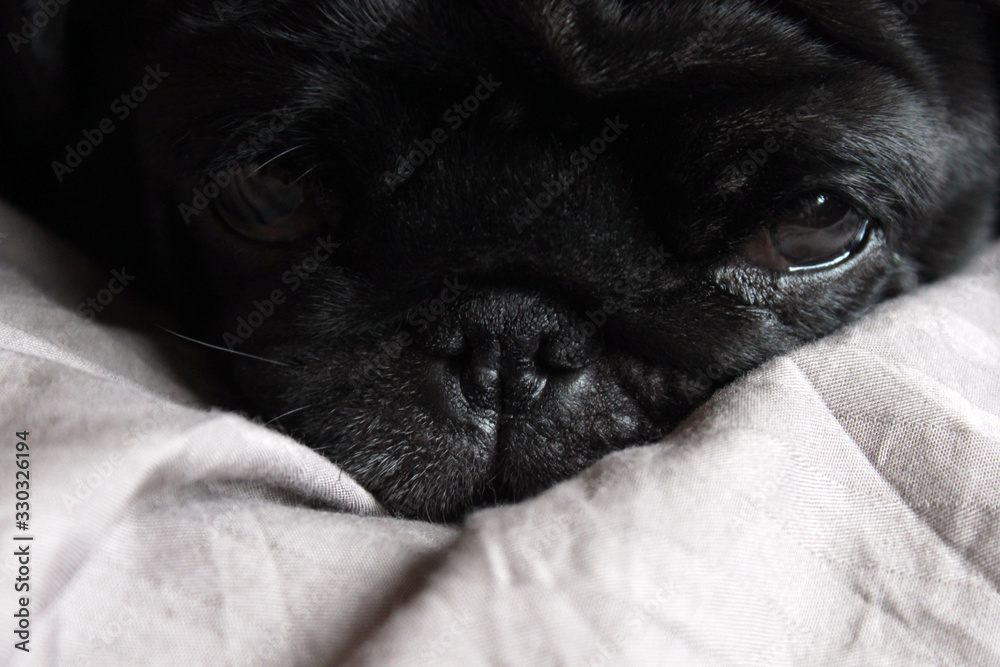 Black pug cute dog on grey linen in bed close-up sleep resting watching half-closed eyes to camera