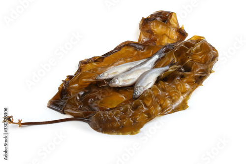 Smelt fishes on laminaria
