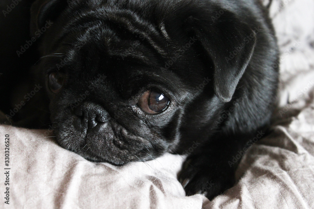 Black pug cute dog on grey linen in bed close-up sleep resting watching half-closed eyes to camera