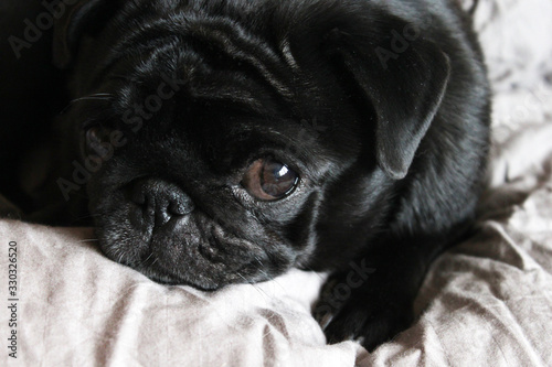 Fototapeta Naklejka Na Ścianę i Meble -  Black pug cute dog on grey linen in bed close-up sleep resting watching half-closed eyes to camera
