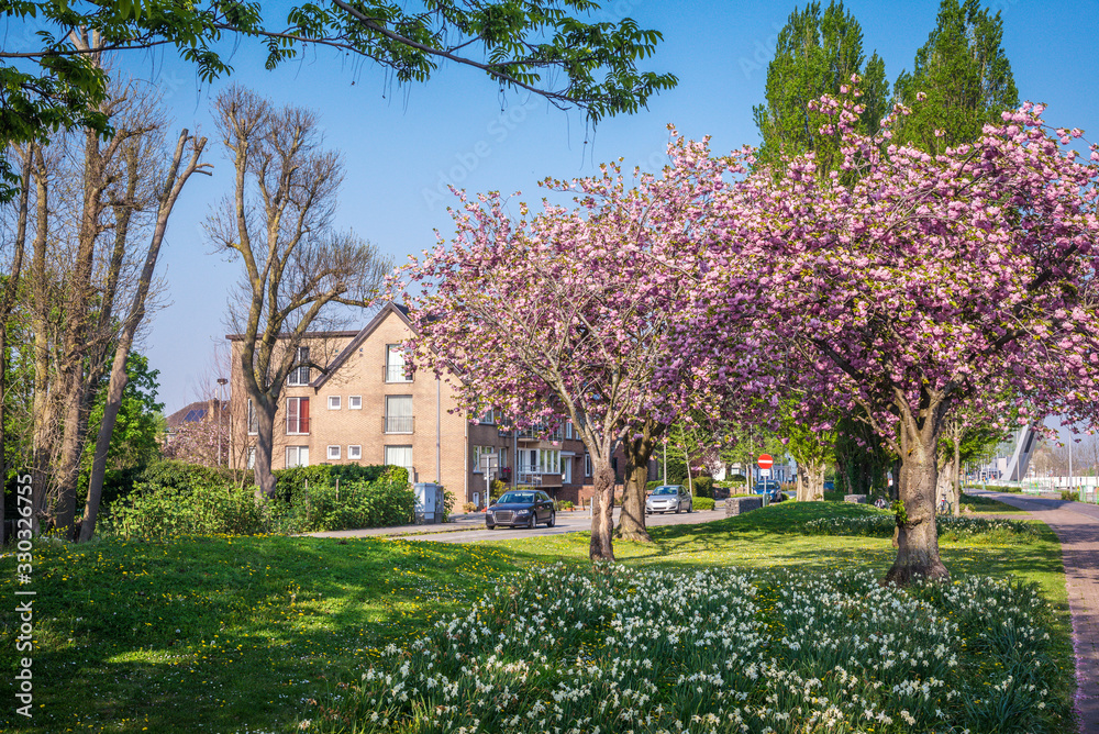 Obraz premium sunny spring day with blooming trees in the suburbs of Bruges, B