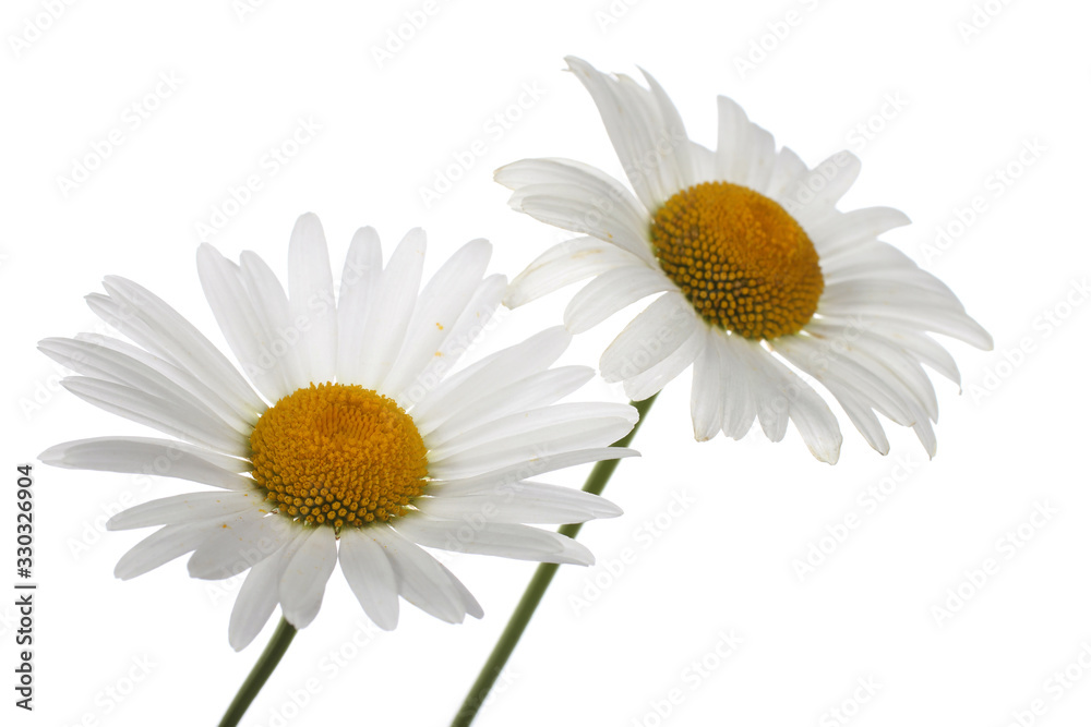 Fototapeta premium Two growing white chamomiles isolated on white