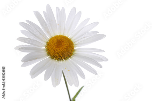 Growing white chamomile isolated on white © Alex Coan