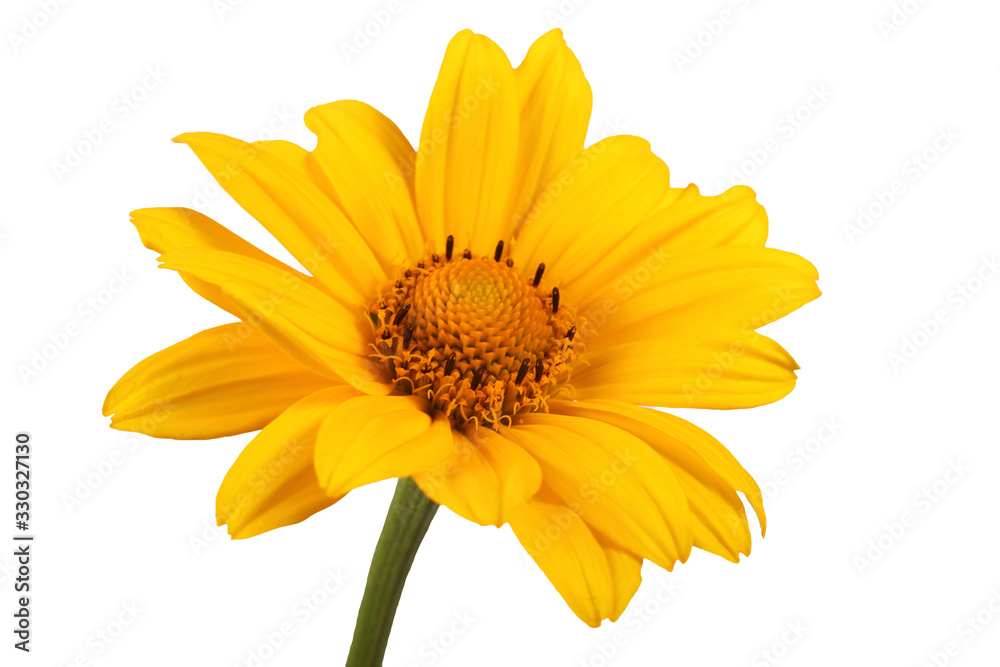 Growing heliopsis isolated on white Growing heliopsis isolated on white