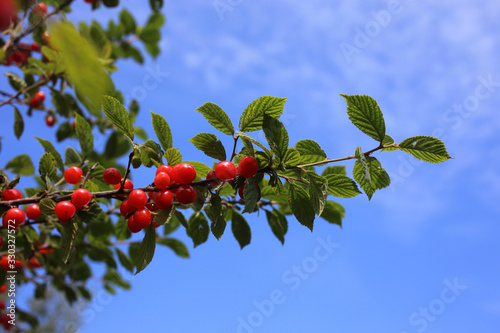 Nanking cherry and blue sky. Far eastern delicacy