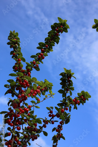 Nanking cherry and blue sky. Far eastern delicacy