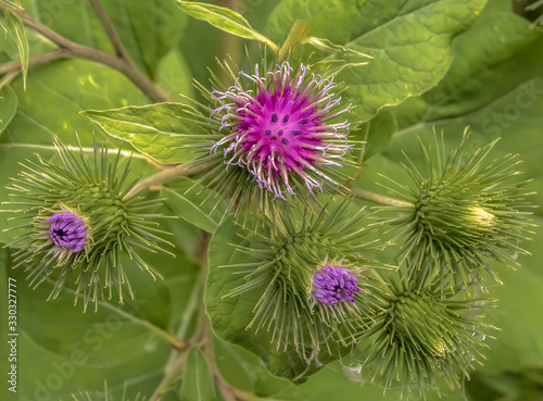 Common burdock flowering in forest photo