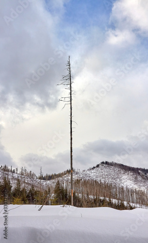 Dried tree in Olczyska Valley in Tatra Mountains, Poland